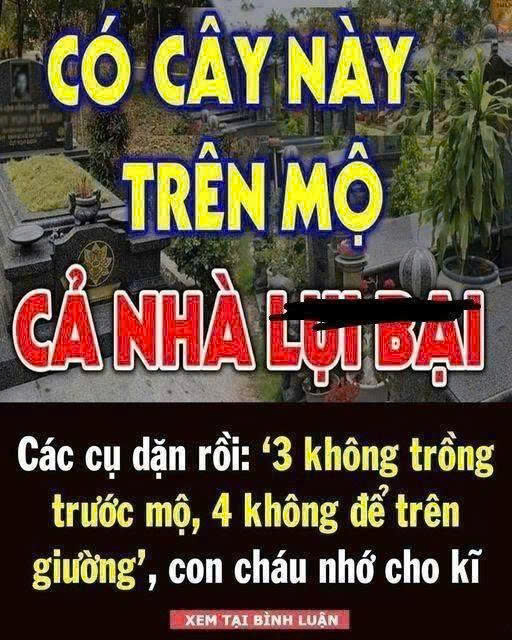 Ông bà dặn: 3 cây CHỚ trồng trước m:ộ, 4 thứ KHÔNG để trên gi:ường