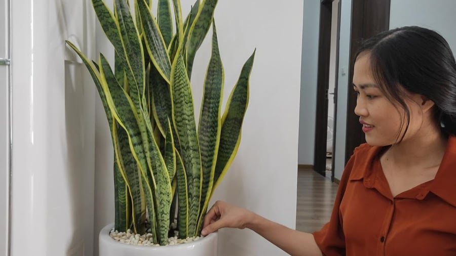 Người thuộc 2 mệnh này kị cây lưỡi hổ, hễ trồng 1 cây cũng hao của, tiền không cánh mà bay