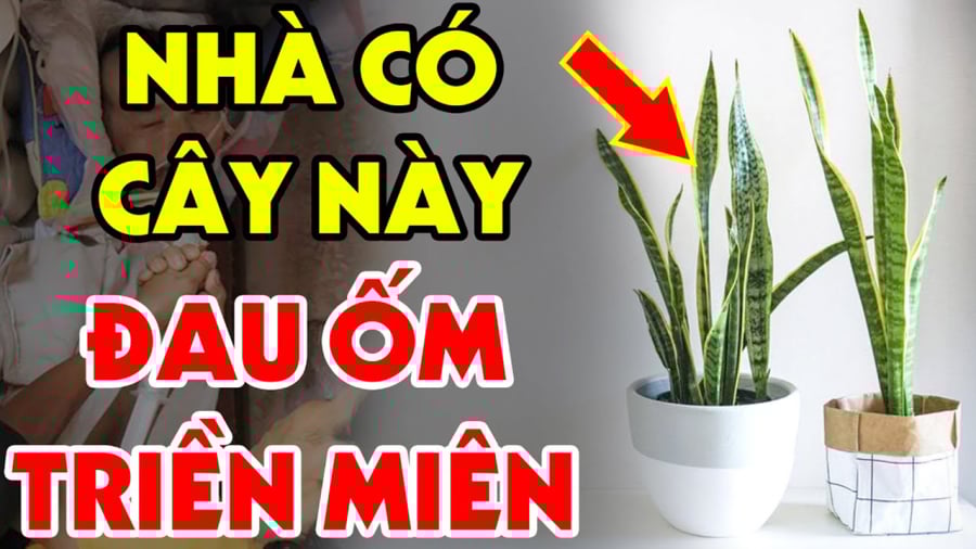 Tu ổi này đạikỵ với cây Lưỡi Hổ: Trồng 1 cây cũng đủ tổ;n ph;úc, ti ền của không cá nh mà b;ay, đa;u ố.m tri.ền mi.ên