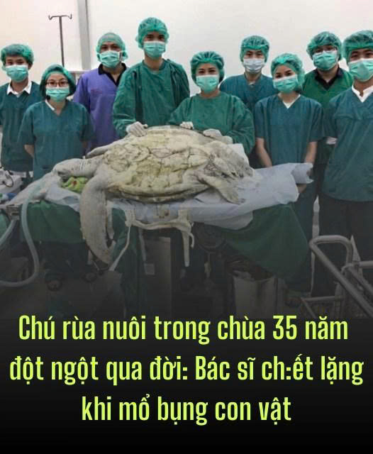 Chú rùa nuôi trong chùa 35 năm độtngột qua đ;;ời: Bác sĩ ch:ết lặng khi m;ổ bụ;ng con vật