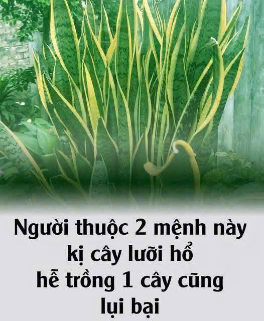 Người thuộc 2 m ệnh này k ị cây lưỡi hổ, hễ trồng 1 cây cũng h ao của, tiền không cánh mà b ay