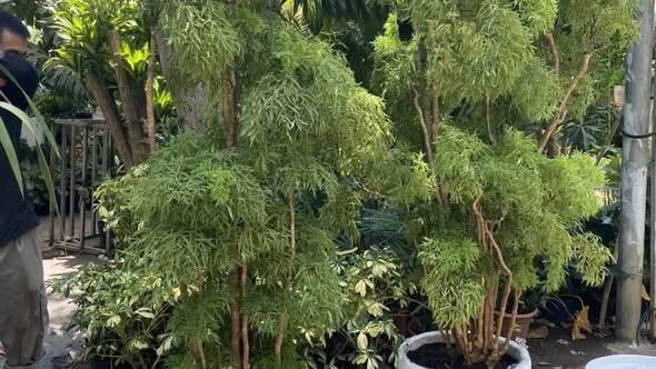 Cảnhbáo N;ÓNG đến những gia đình đang trồng cây đinh lăng